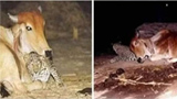 A heartwarming tale of love: In Gujarat, a leopard visits the cow who raised him